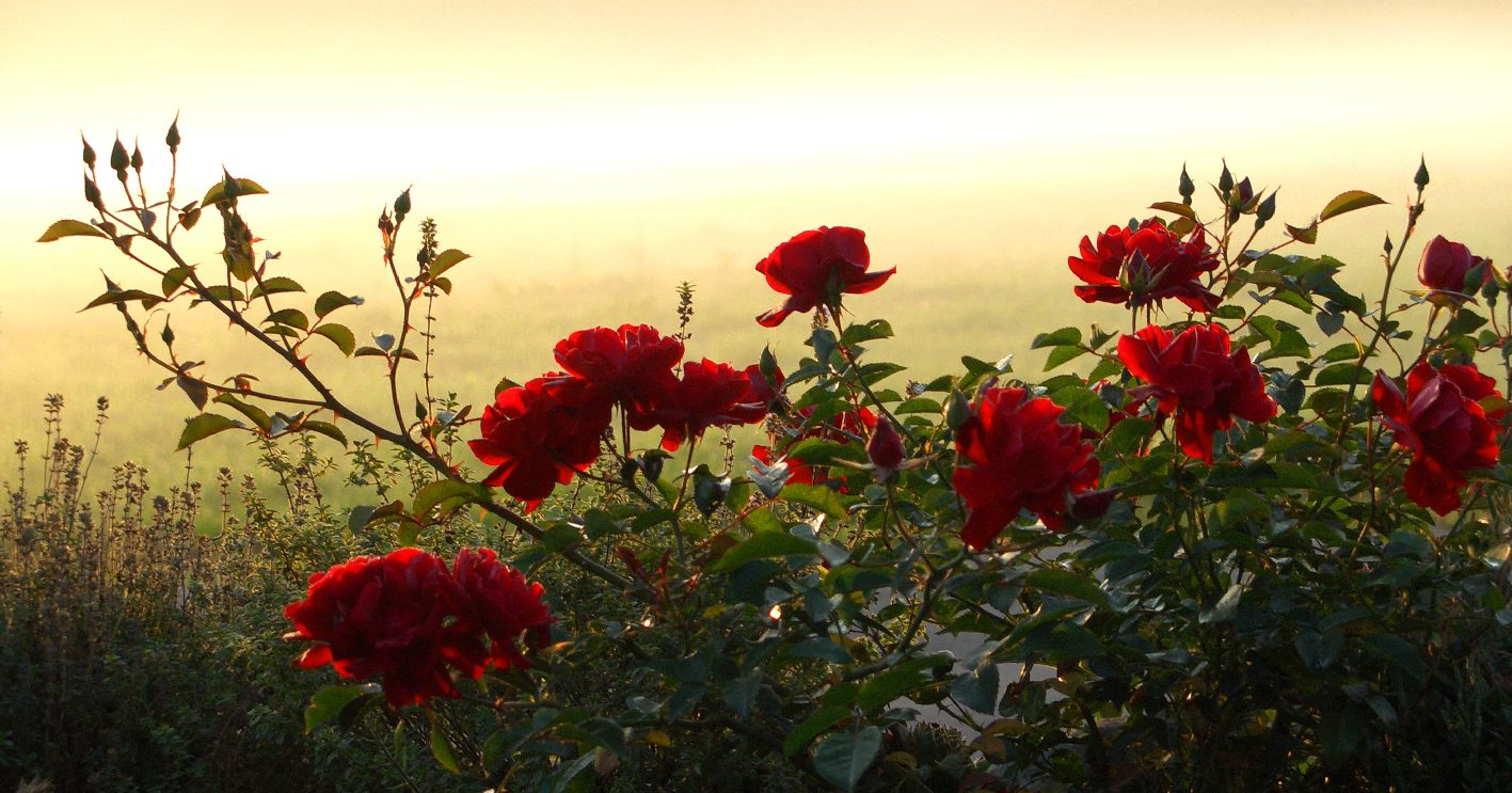Rosen im Morgendunst